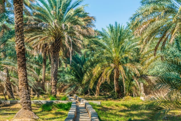 Giardini nella città di Al Ain